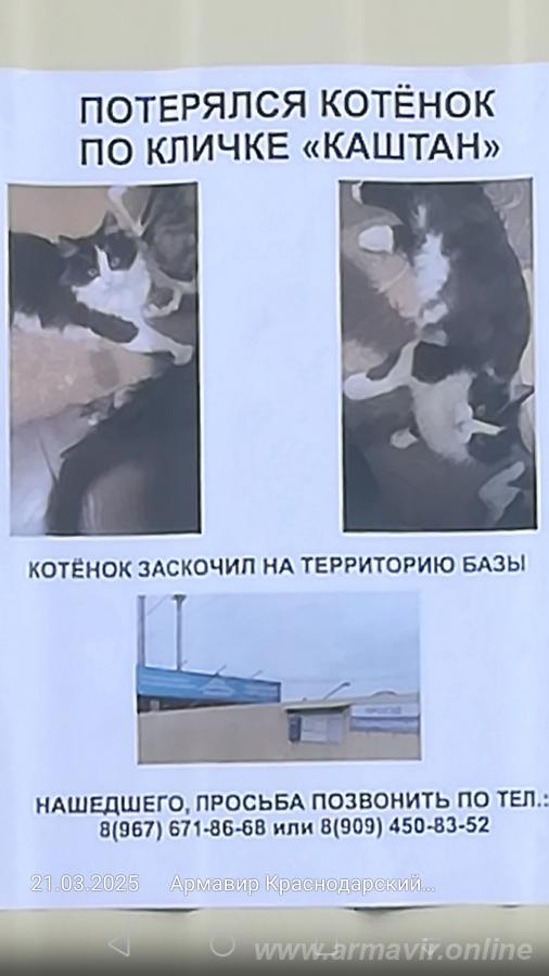 Потерялся котенок - купить на сайте объявлений Армавир онлайн