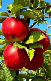 Поставка овощей, фруктов, зелени  - купить на сайте объявлений Выселки онлайн