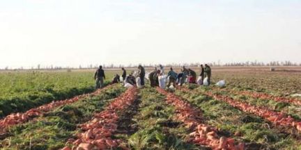Рабочие на сбор кабачка  - купить на сайте объявлений Каневская онлайн