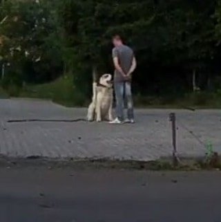 Дрессировка собак  - купить на сайте объявлений Армавир онлайн