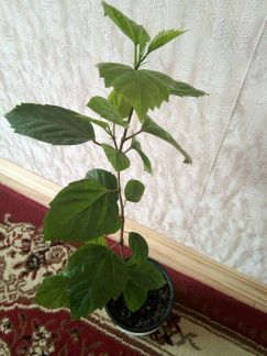 Гибискус  Армавир