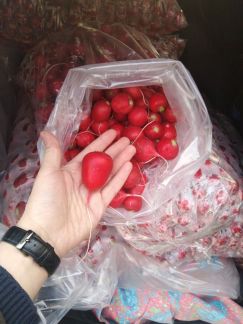 Редис домашний крупный  Армавир