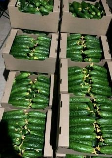 Огурцы  - купить на сайте объявлений Армавир онлайн
