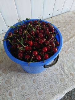 Вишни сочные  Армавир